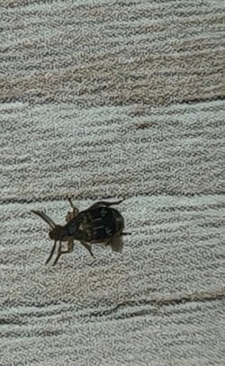 Bu böcek ne bocegi bilgisi olan yazabilir mi?