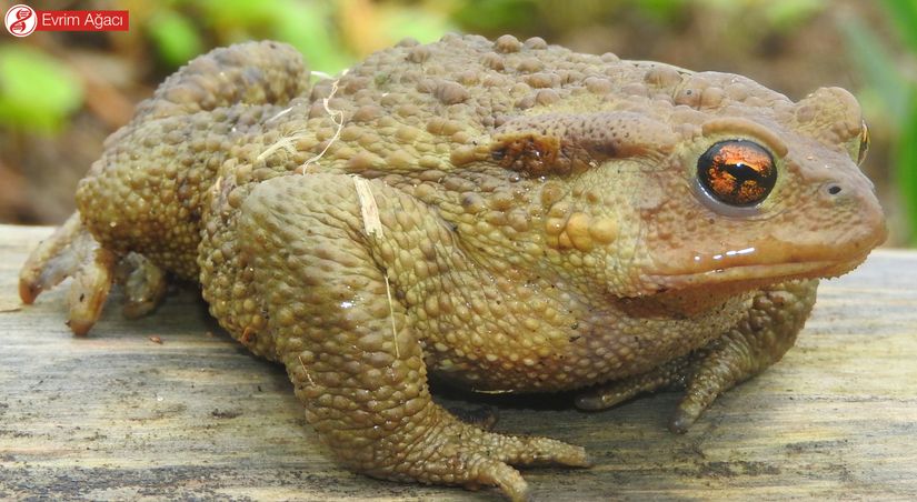 Siğilli kurbağa (Bufo bufo) erişkin birey, Samsun.