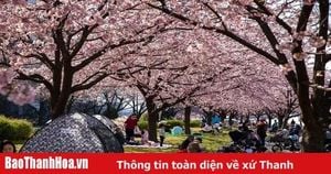 Tokyo Prepares For Early Cherry Blossom Season Amid Warm Weather