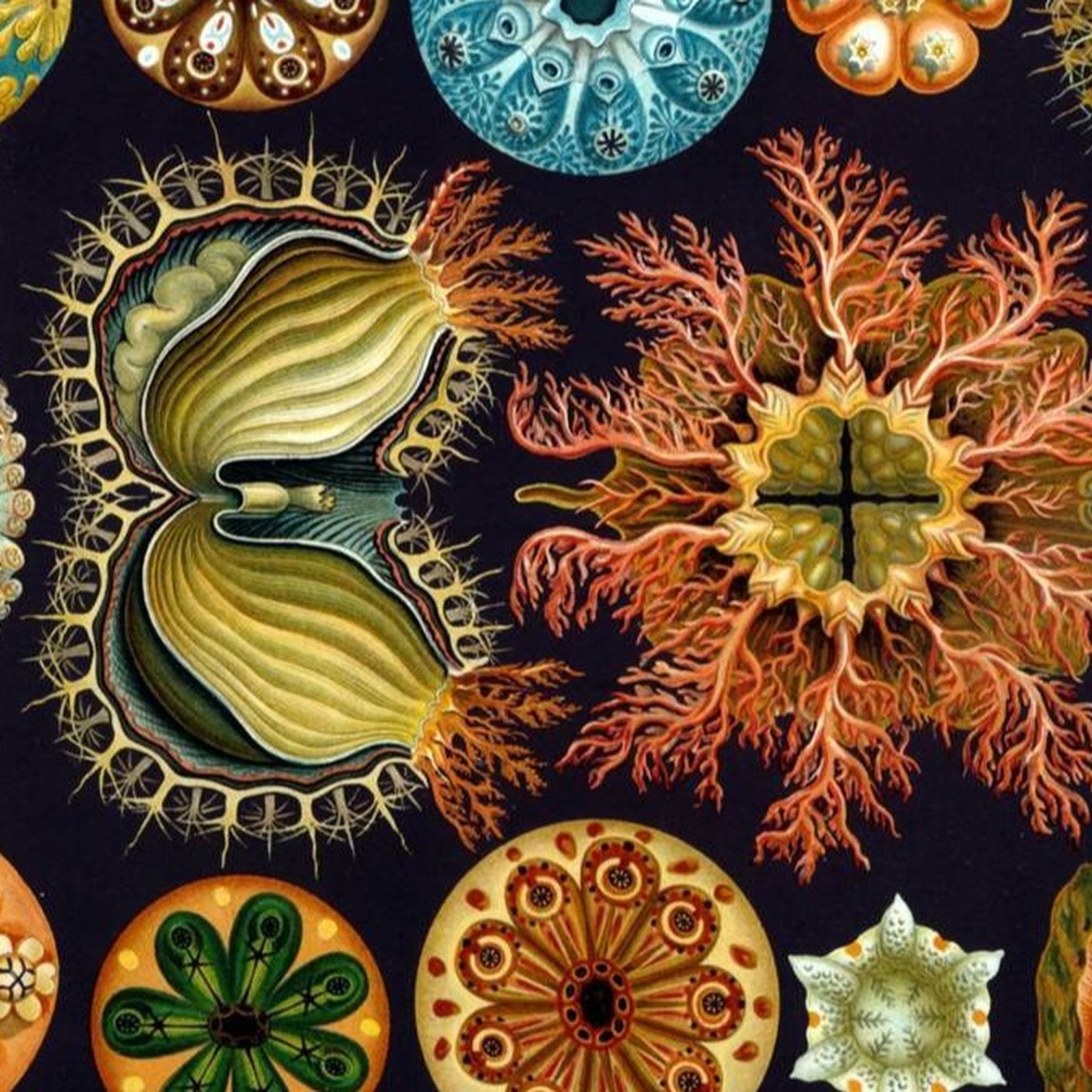 Evrim Ağacı ile Bilime Dair Her Şey!