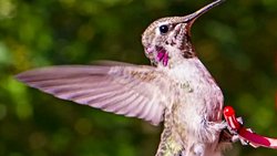 Anna sinekkuşu (Calypte anna)