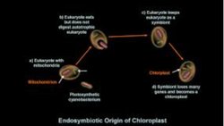 Çift Zarlı Organellerin Evrimi