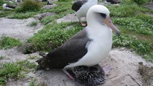 Wisdom The Albatross Astounds By Laying Egg At 74