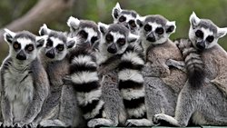 Biyocoğrafya: Canlıların Coğrafi Dağılımları, Primat Evrimine Yönelik Önemli Bilgiler Sunuyor!