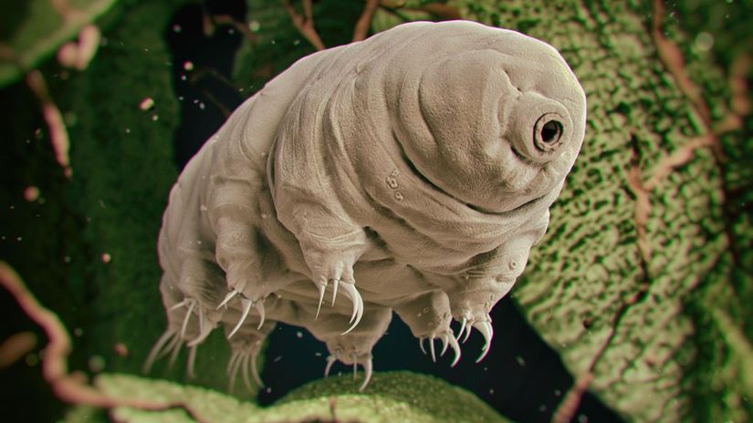 Tardigrada (Su Ayıları) üyesi.