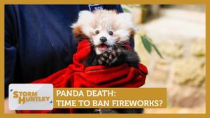 Fireworks Blamed For Death Of Baby Red Panda At Edinburgh Zoo