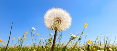 Ufak Kızın Kulağında Karahindiba Bitkisi Gelişti!