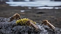 Mosquitoes Found In Iceland For First Time After Record-Breaking Spring Heat