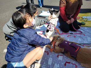 IKEA Tokyo-Bay Hosts First Protective Pet Adoption Event