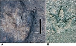 Atlantik Okyanusu’nun Karşı Kıyılarında Eşleşen Dinozor Ayak İzleri Bulundu.