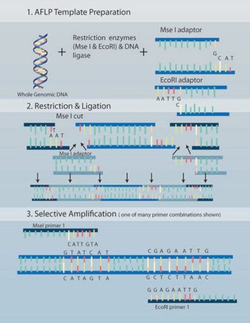 Şekil 4: Çoğaltılmış parça uzunluk polimorfizmleri AFLP’ler.