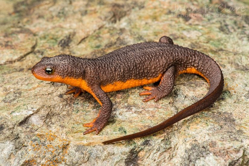 Kalifornia semenderi (newt) olarak bilinen Taricha torosa türü.