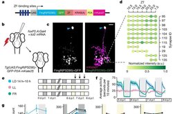 Uykunun İlk Yarısında Beyin Bağlantıları Sıfırlanıyor Olabilir!