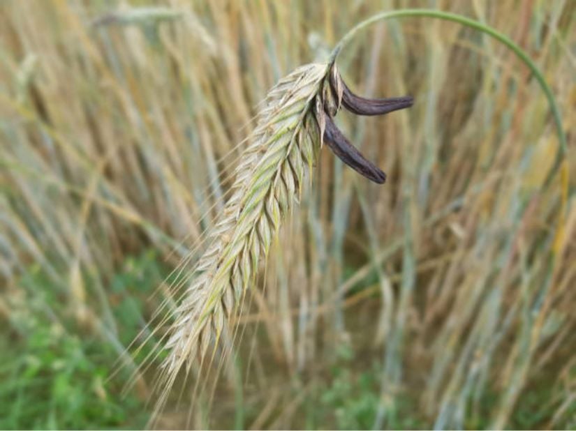 Ergot mantarı (Claviceps purpurea)