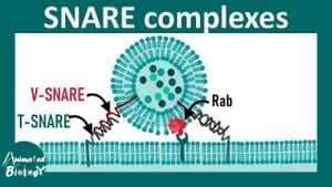 SNARE Genes Steer Fungal Growth And Virulence Pathways