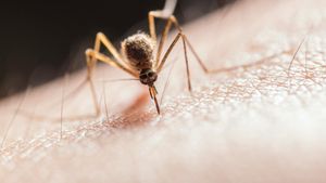 New Methods To Differentiate Malaria Recurrences Provide Hope For Better Treatment