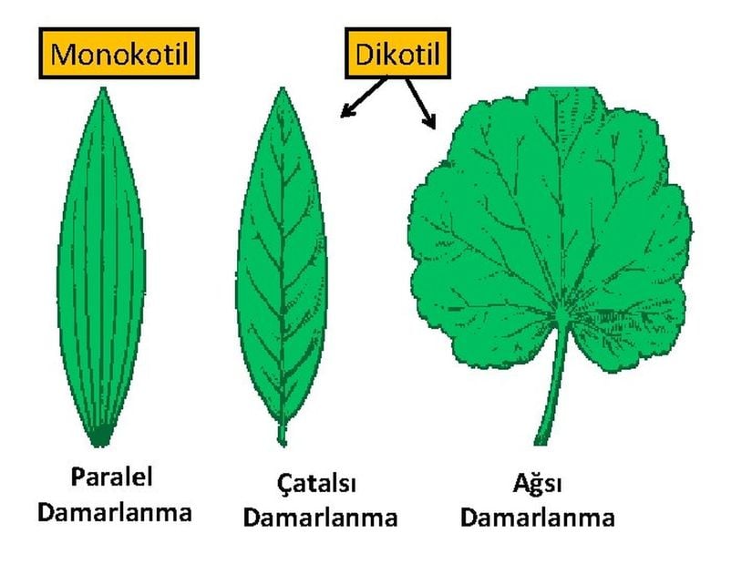 Bitkide damarlanma tipleri.