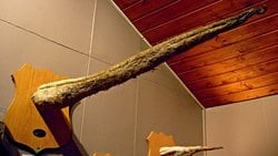 Dünya'nın En Uzun ve Büyük Penisli Canlısı Hangi Türdür?