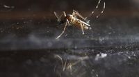 Mosquito-borne disease Chikungunya kills two in France’s La Réunion