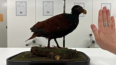 Yapay Zekâ, Yok Olmanın Eşiğindeki Bir Kuş Türünü Kurtarmaya Yardımcı Oluyor!