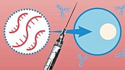 Pfizer/BioNTech Tarafından Geliştirilen Comirnaty İsimli COVID-19 mRNA Aşısı Nasıl Üretiliyor?