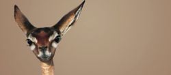 Gerenuk