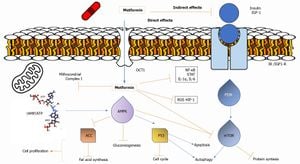 Metformin Shows Promise Against Colon Cancer Through MicroRNA Modulation