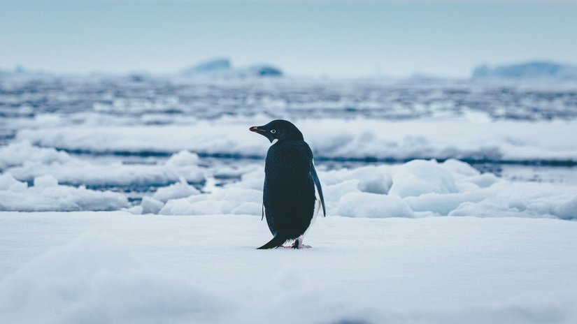 İklim Değişikliği Adélie Penguenlerinin Beslenme Düzenini Nasıl Etkiliyor?