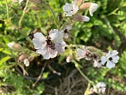 Genç Bitkiler Daha Kolay Hasta Oluyor!