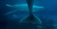 Marineland decries Ottawa decision to bar export of remaining beluga whales to China