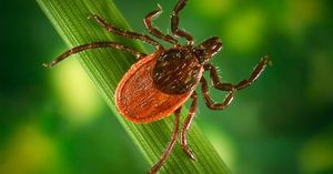 Tick Borne Diseases Surge Across United States In 2025