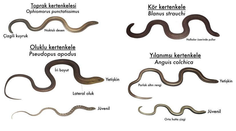 Türkiye'de yaşayan "yılan olmayan" uzuvsuz sürüngenler. Kör kertenkele, Amphisbaenia isimli, kertenkeleler ile yakın akraba olan farklı bir taksona üyedir.