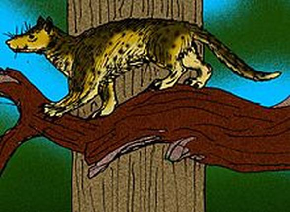 Miacidae familyasından Miacis cinsine ait bir çizim