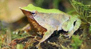 London Zoo Celebrates Success With Rare Darwin's Frog Rescue