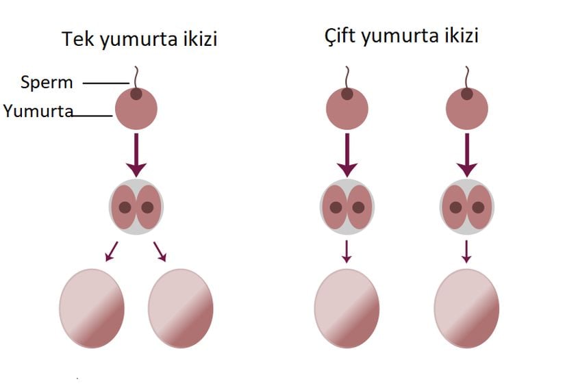 Tek ve çift yumurta ikizlerin zigot gelişiminin karşılaştırılması. Tek yumurta ikizlerinin oluşumunda zigot ikiye bölünerek iki embriyo oluşturur; çift yumurta ikizlerinde ise iki ayrı zigot, iki ayrı embriyo oluşturur. Tek yumurta ikizlerin büyük bir bölümü (%60–70) aynı plasentayı paylaşmaktadır ama amniyotik keseleri ayrıdır. %18–30'unun ise hem plasenta hem de amniyotik kese ayrıdır. Küçük bir bölümü (%1–2) ise aynı plasentayı ve aynı amniyotik keseyi paylaşmaktadır. Çift  yumurta ikizlerinin her birinin kendi plasentası ve amniyotik kesesi var.