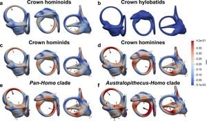 New Insights Into Neanderthal Evolution From Inner Ear Analysis