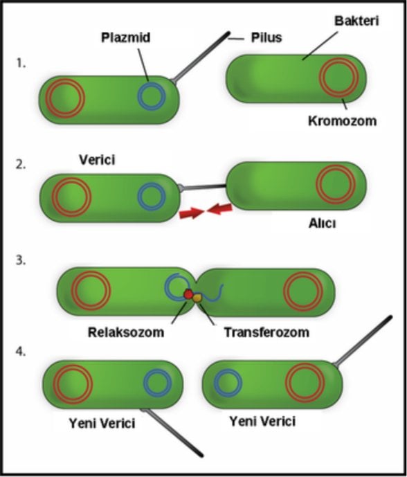 Bakteri Konjugasyonu