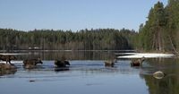 The ‘Great Moose Migration’ Livestream Captivates Sweden