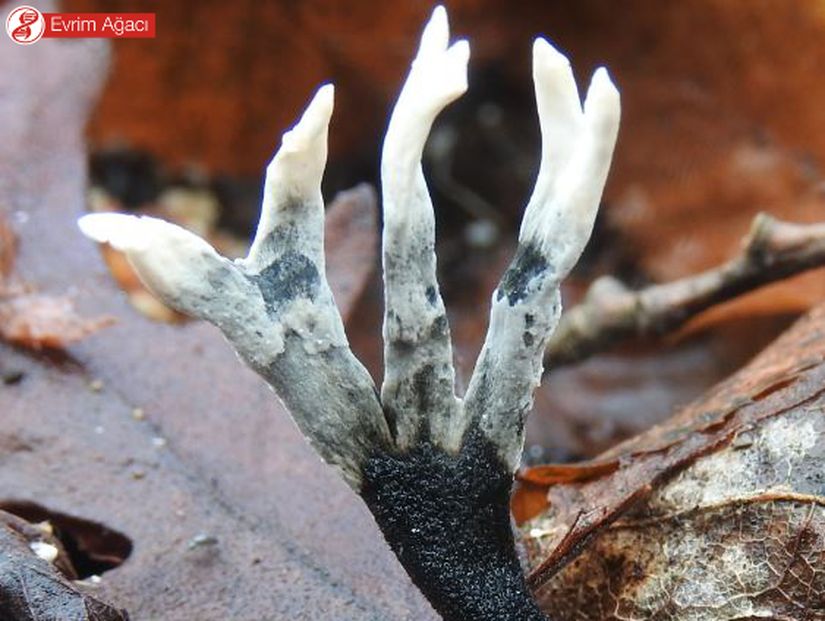 Samsun'da gözlemlediğimiz tütsü kandili mantarının (Xylaria hypoxylon).