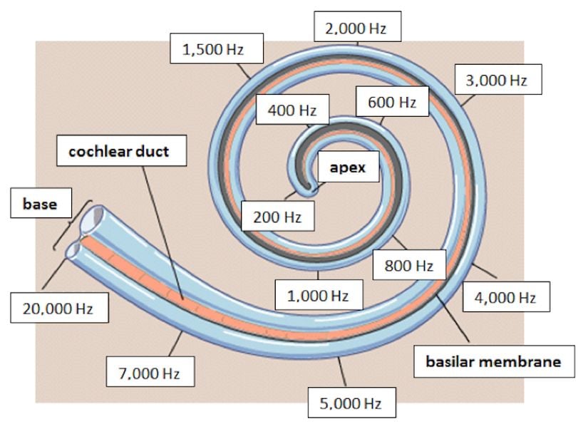 Baziler Membranın Tonotopik Organizasyonu
