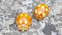 Rare ladybird recorded in the New Forest is a UK first