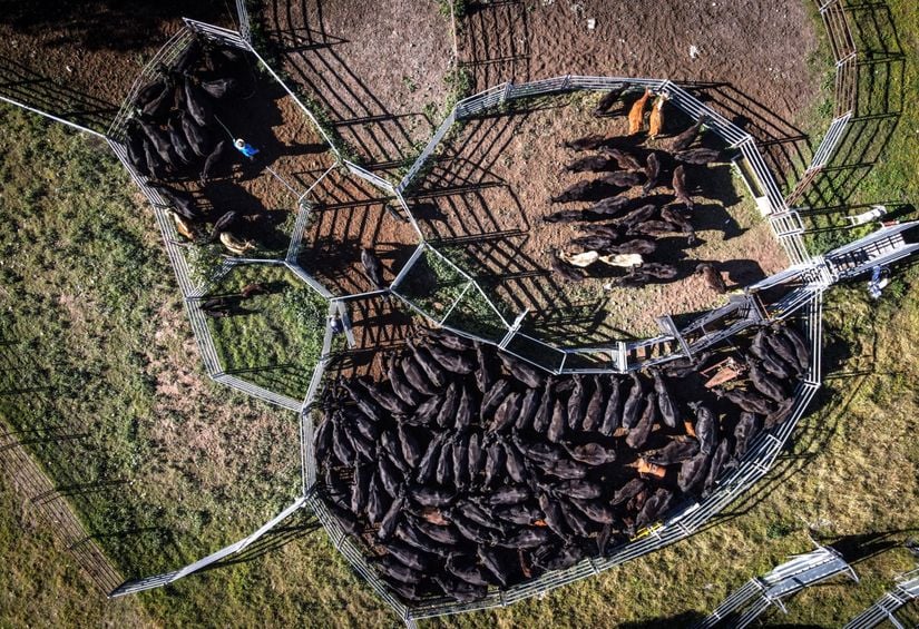 Avustralya'nın Gunnedah kentindeki besi hayvanları