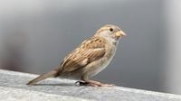 World Sparrow Day 2025: Why are sparrows disappearing?