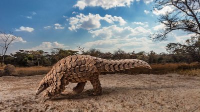 Evrimsel Genetik Araştırmaları, Pangolinler ve Etçillerin Yakın Akrabalığını Ortaya Koyuyor!