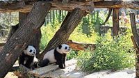 Panda-Zwillinge entdecken Außengehege im Zoo Berlin