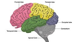 Beyin Anatomisi