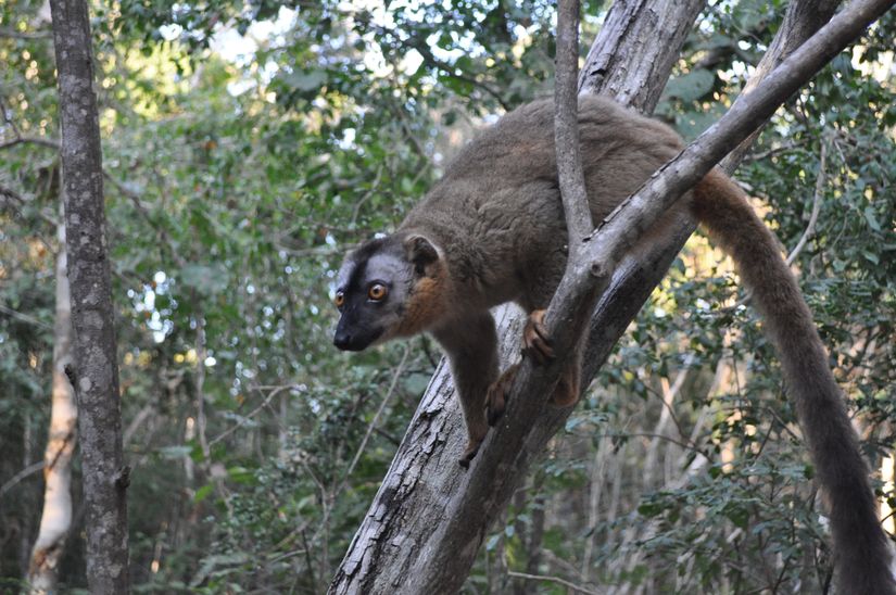 Madagaskar'a endemik lemur türlerinden kızıl-önlü-lemur.