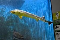 宍道湖でシロチョウザメ捕獲「初めてでは」　自然館ゴビウスで展示中（朝日新聞（地域））｜ｄメニューニュース