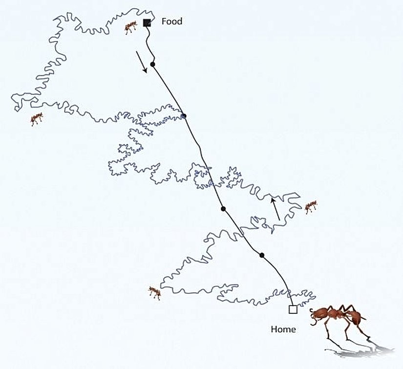Görsel 3a. Yön bulma. Karıncalar dolambaçlı yiyecek arama yolculuğundan sonra yuvalarının yerini bulmak için KT kullanırlar.