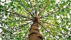 Modern DNA Teknolojileri, Fiziksel Görünüme Dayalı Evrim Ağaçlarını Sallamaya Devam Ediyor!